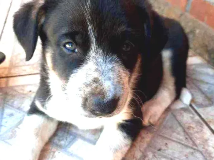 Cachorro ra a Vira lata idade Abaixo de 2 meses nome Colar