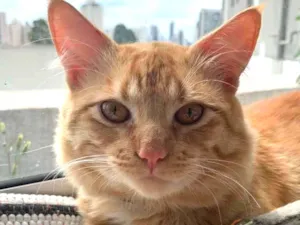 Gato raça Sem raça definida  idade 1 ano nome Yakisoba