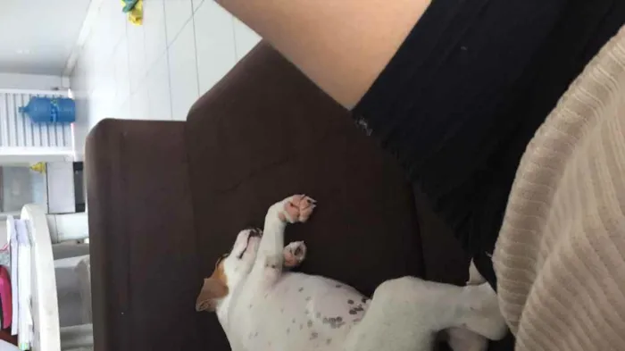 Cachorro raça Vira-lata  idade 2 a 6 meses nome Louis