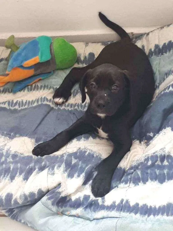 Cachorro ra a Vira lata idade 2 a 6 meses nome Sem nome