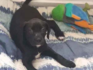 Cachorro raça Vira lata idade 2 a 6 meses nome Sem nome