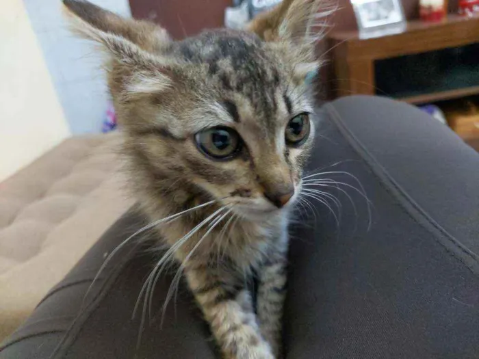 Gato ra a Srd idade Abaixo de 2 meses nome Sem nome