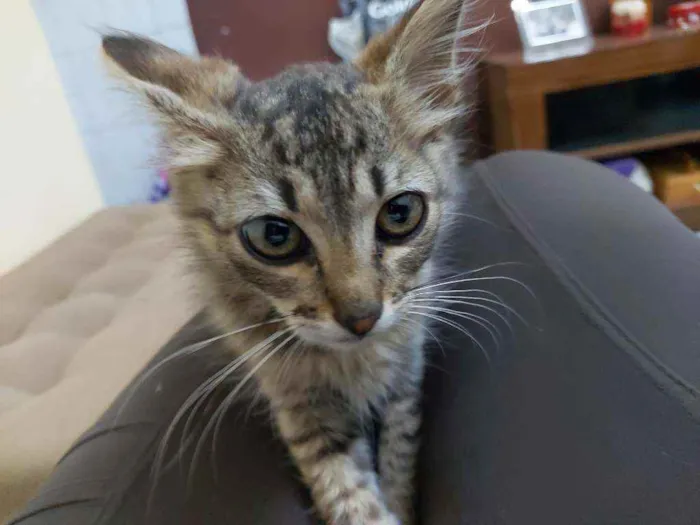 Gato ra a Srd idade Abaixo de 2 meses nome Sem nome