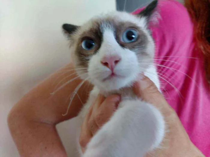 Gato ra a Srd idade 2 a 6 meses nome Zeca