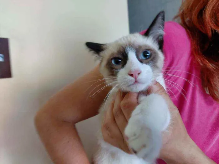 Gato ra a Srd idade 2 a 6 meses nome Zeca
