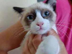 Gato raça Srd idade 2 a 6 meses nome Zeca