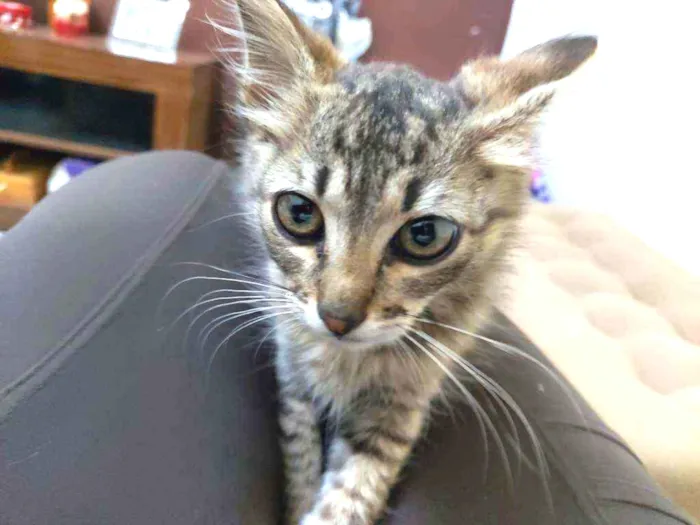 Gato ra a Srd idade Abaixo de 2 meses nome Sem nome