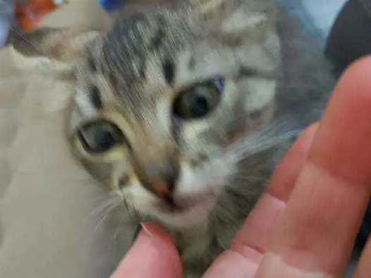 Gato ra a Srd idade Abaixo de 2 meses nome Sem nome