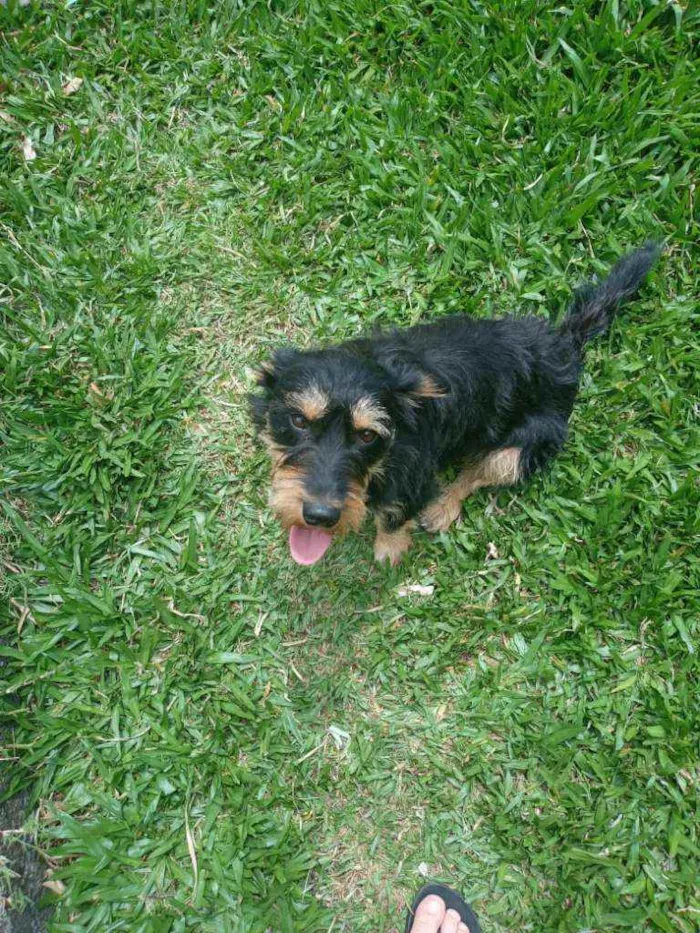 Cachorro ra a SRD idade 1 ano nome JUBINHA