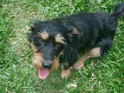 Cachorro ra a SRD idade 1 ano nome JUBINHA