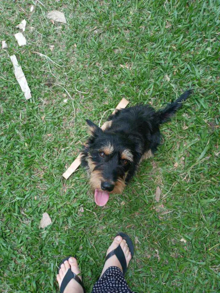 Cachorro ra a SRD idade 1 ano nome JUBINHA