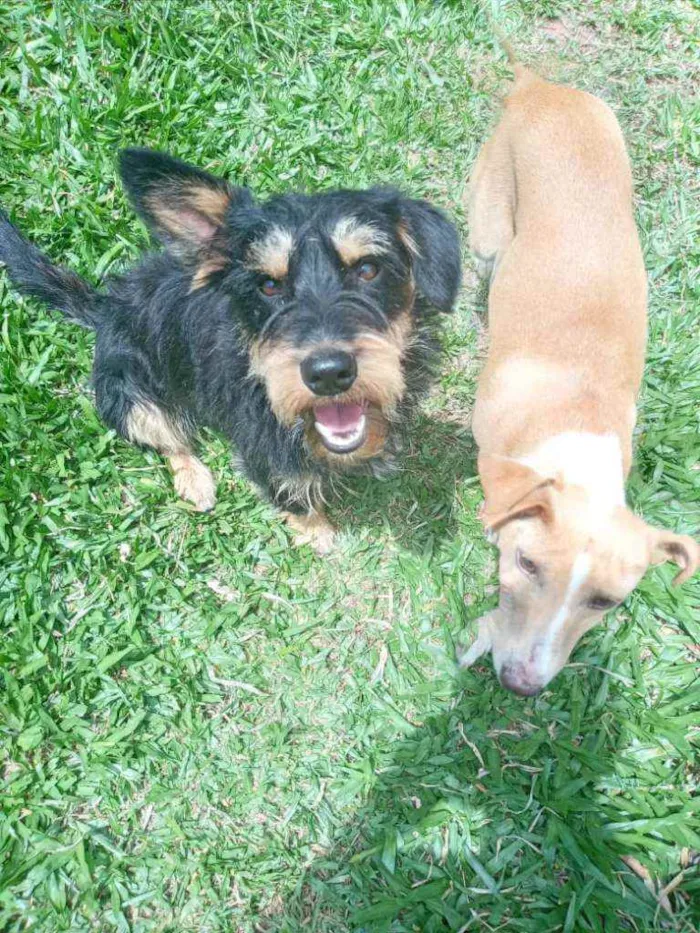 Cachorro ra a SRD idade 1 ano nome JUBINHA