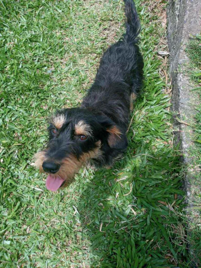 Cachorro ra a SRD idade 1 ano nome JUBINHA