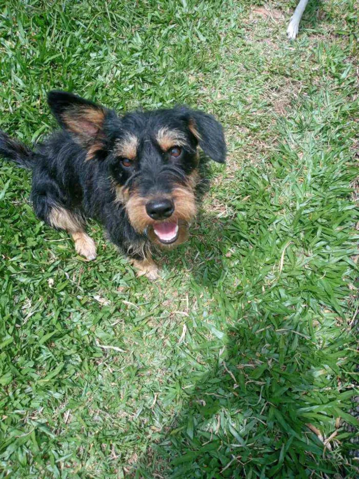 Cachorro ra a SRD idade 1 ano nome JUBINHA