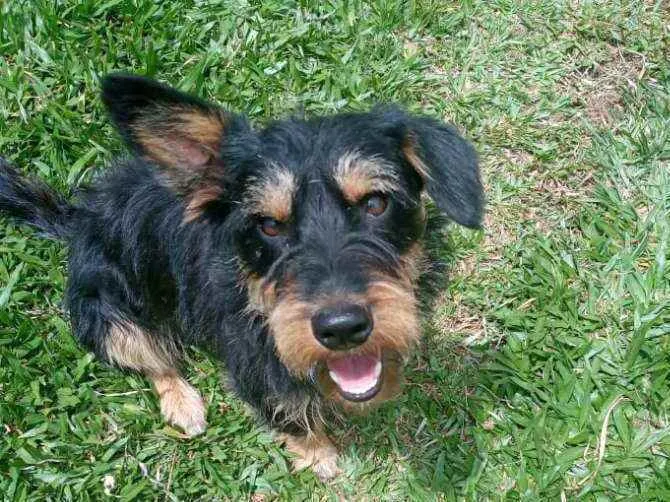 Cachorro ra a SRD idade 1 ano nome JUBINHA