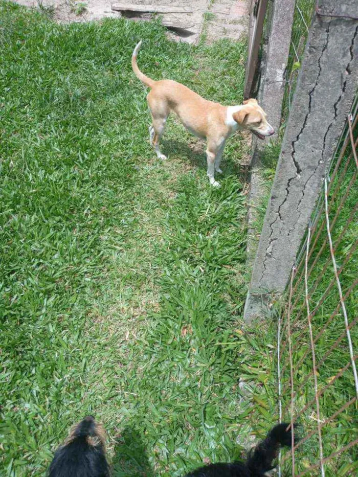 Cachorro ra a SRD idade 7 a 11 meses nome Jade