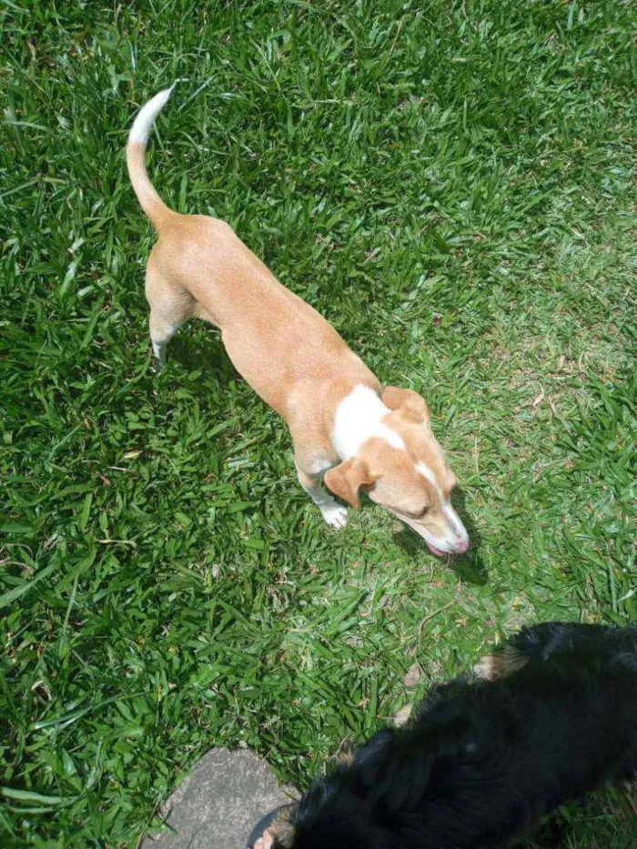 Cachorro ra a SRD idade 7 a 11 meses nome Jade