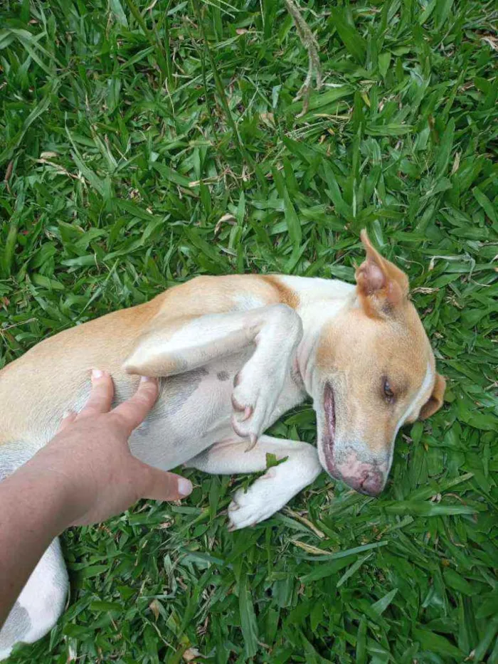 Cachorro ra a SRD idade 7 a 11 meses nome Jade