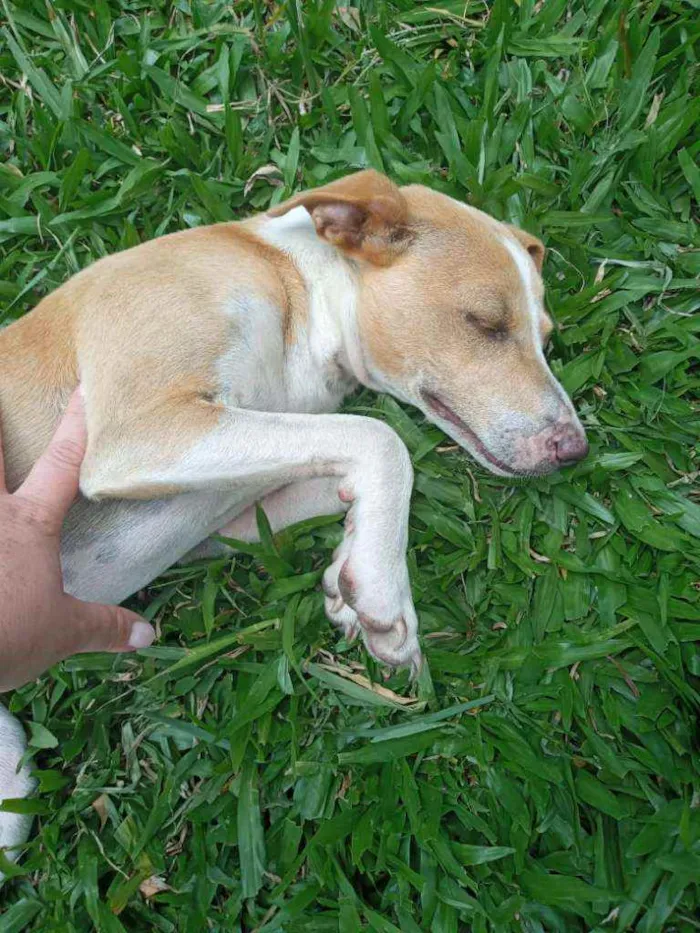 Cachorro ra a SRD idade 7 a 11 meses nome Jade