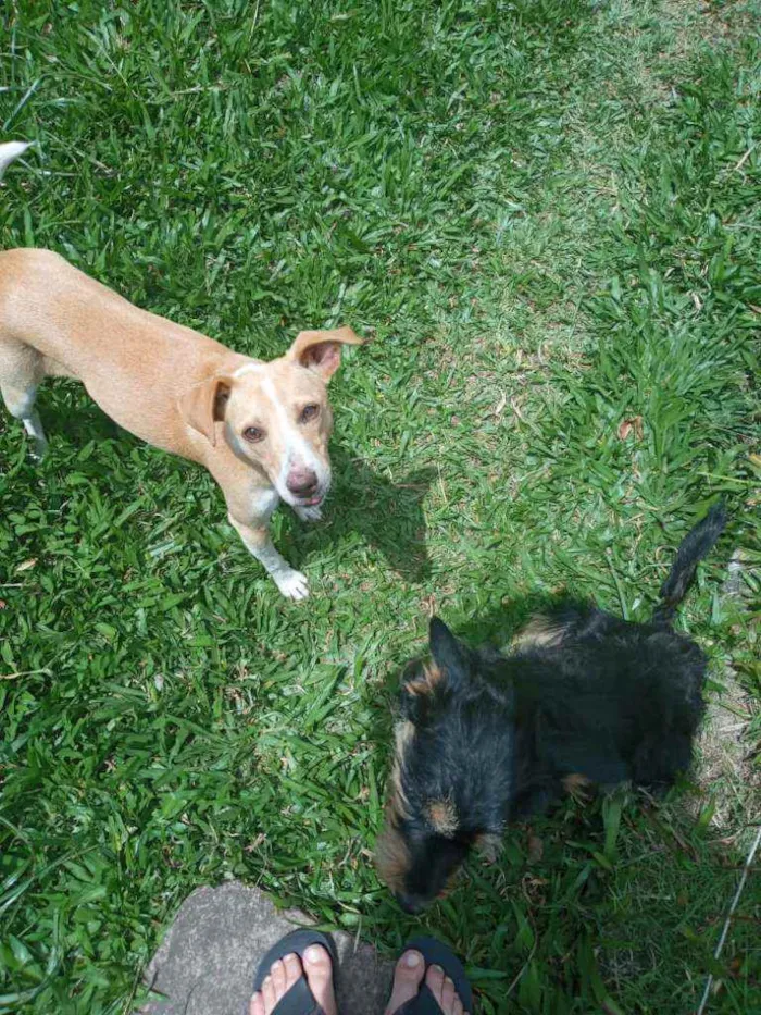 Cachorro ra a SRD idade 7 a 11 meses nome Jade