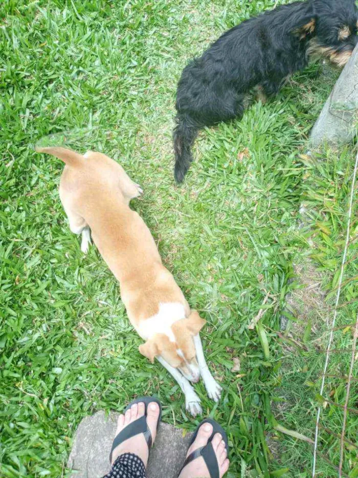 Cachorro ra a SRD idade 7 a 11 meses nome Jade