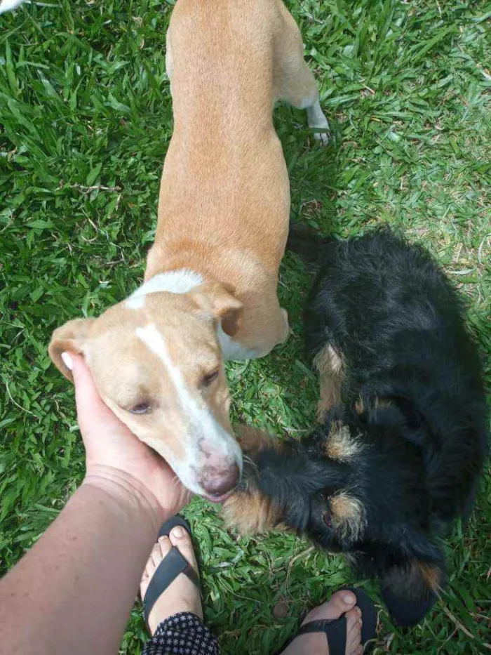Cachorro ra a SRD idade 7 a 11 meses nome Jade
