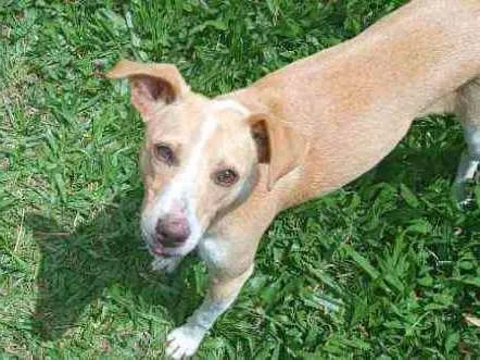 Cachorro ra a SRD idade 7 a 11 meses nome Jade