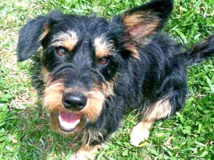 Cachorro ra a SRD idade 1 ano nome JUBINHA