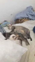 Três gatinhos irmãos