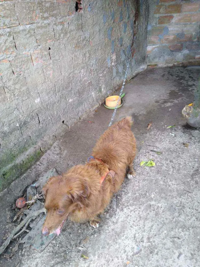 Cachorro ra a Bace com fila idade 6 ou mais anos nome Lipe