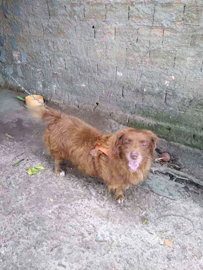 Cachorro ra a Bace com fila idade 6 ou mais anos nome Lipe