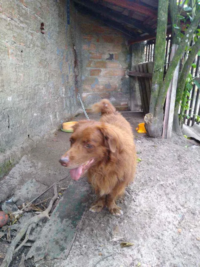 Cachorro ra a Bace com fila idade 6 ou mais anos nome Lipe