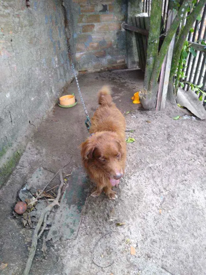 Cachorro ra a Bace com fila idade 6 ou mais anos nome Lipe