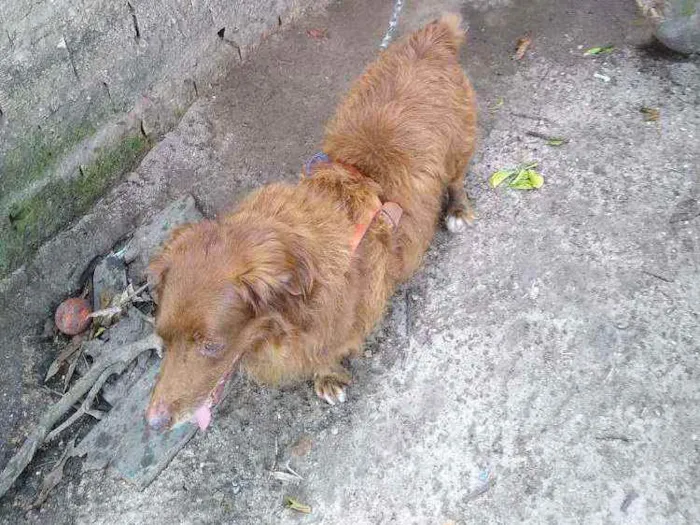 Cachorro ra a Bace com fila idade 6 ou mais anos nome Lipe