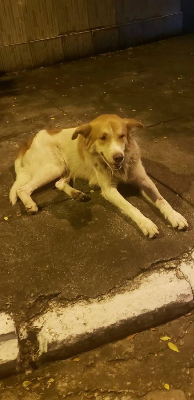 Cachorro ra a Vira lata idade 1 ano nome Paçoca