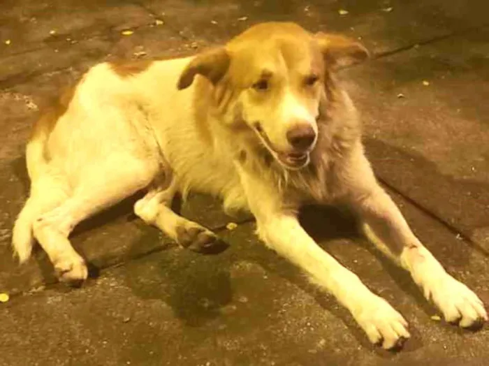 Cachorro ra a Vira lata idade 1 ano nome Paçoca