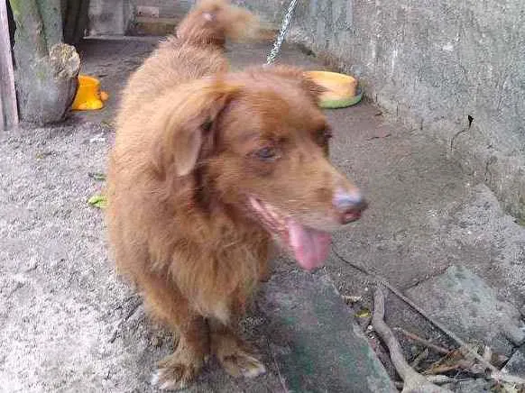 Cachorro ra a Bace com fila idade 6 ou mais anos nome Lipe