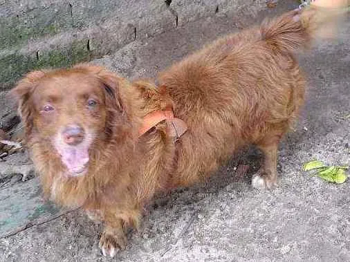 Cachorro ra a Bace com fila idade 6 ou mais anos nome Lipe