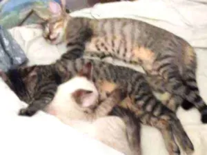 Gato raça Persa e Malhado idade 2 a 6 meses nome Três gatinhos irmãos