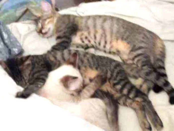 Gato ra a Persa e Malhado idade 2 a 6 meses nome Três gatinhos irmãos