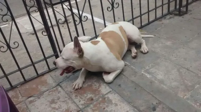 Cachorro ra a Pitbull idade 5 anos nome Thor