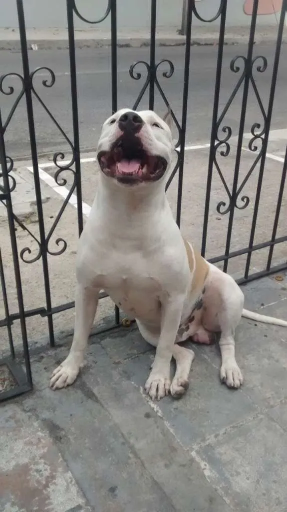 Cachorro ra a Pitbull idade 5 anos nome Thor