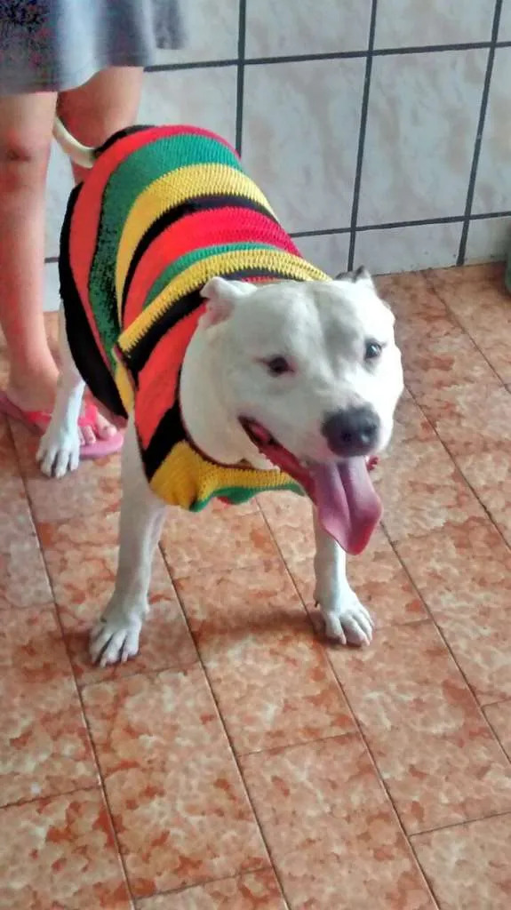 Cachorro ra a Pitbull idade 5 anos nome Thor