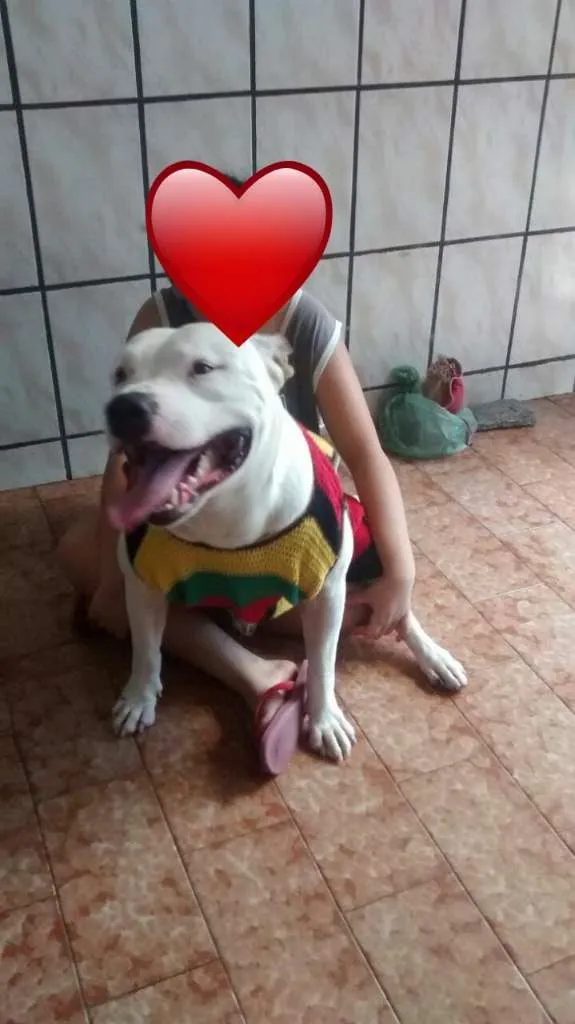 Cachorro ra a Pitbull idade 5 anos nome Thor