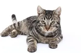 Gato ra a RND idade Abaixo de 2 meses nome sem nome