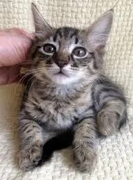 Gato ra a RND idade Abaixo de 2 meses nome sem nome