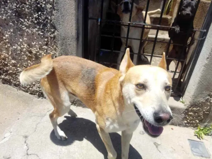 Cachorro ra a Srd  idade 1 ano nome Trovão lindo e fofo