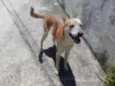 Trovão lindo e fofo