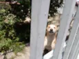 Trovão lindo e fofo