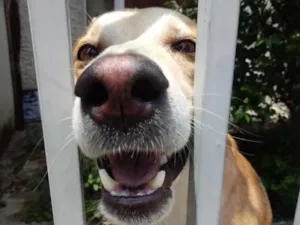 Cachorro raça Srd  idade 1 ano nome Trovão lindo e fofo